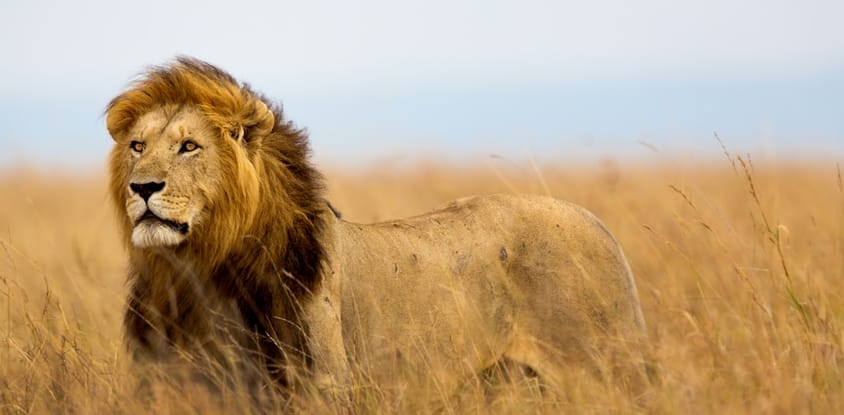 2 days tanzania camping safari