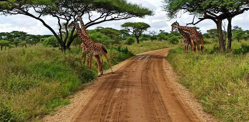 3 days murchision falls national park safari 