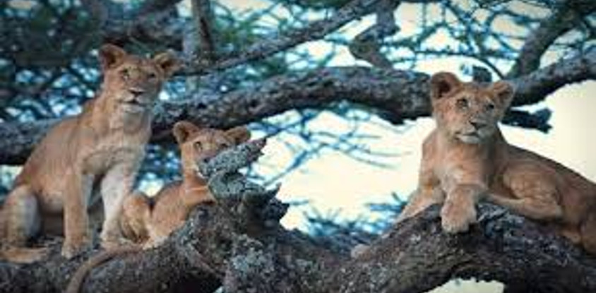 4 days northern tanzania luxury safari