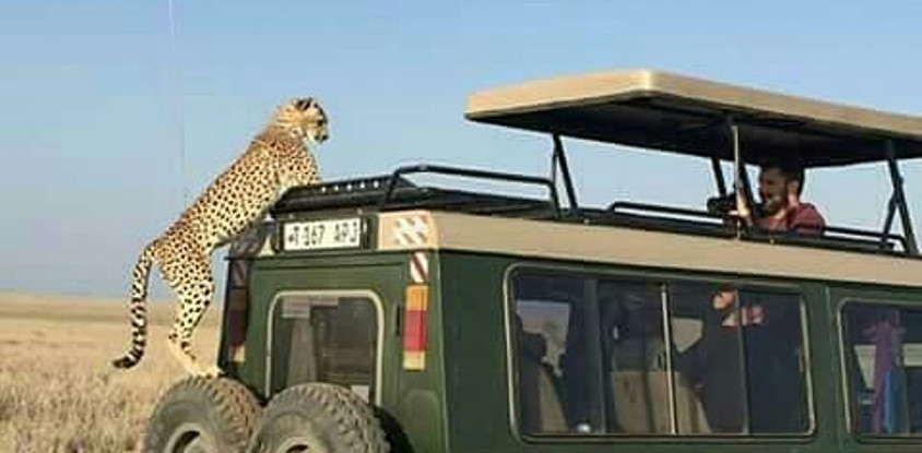 One day tanzania safari to tarangire national park