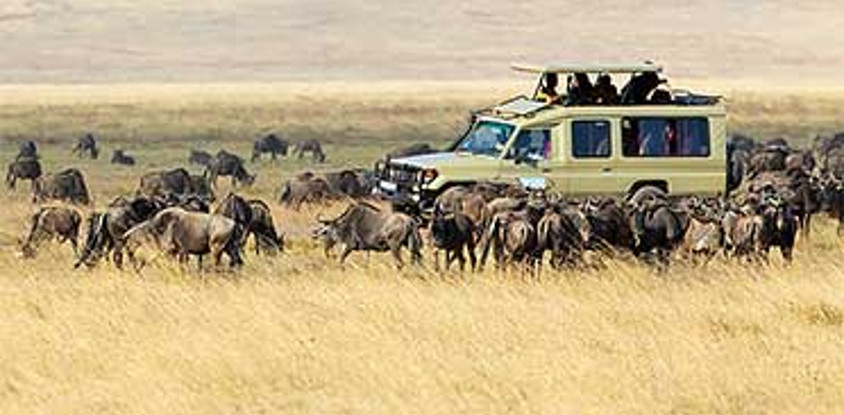 1 day safari ngorongoro crater