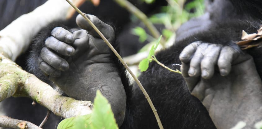 Gorillas in the Mist