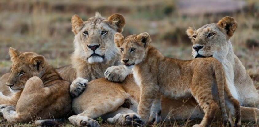 5 days masai mara, lake nakuru & hells gate 