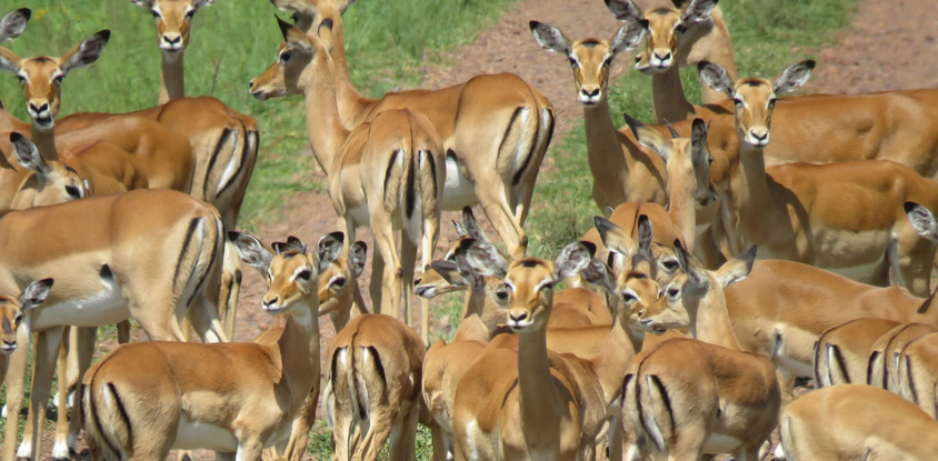 Migration safaris 