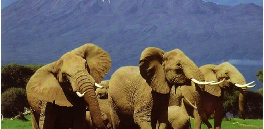 3 days mystical kenya amboseli national park safari