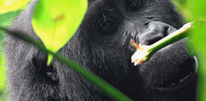 3 days rwanda gorilla trekking safari