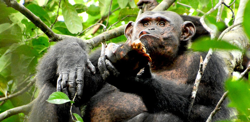 6 days primate tour in uganda