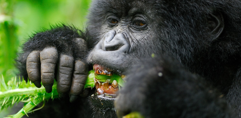 3 days uganda gorilla safari
