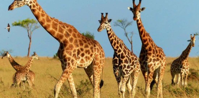 4-day kidepo valley national park flight safari (luxury)