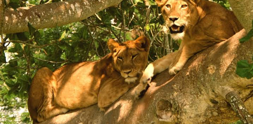 8 days gorilla,chimpanzee and wildlife uganda safari
