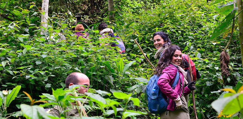 The ultimate, africa adventure: savannah wildlife, chimpanzee tracking, and gorilla safari