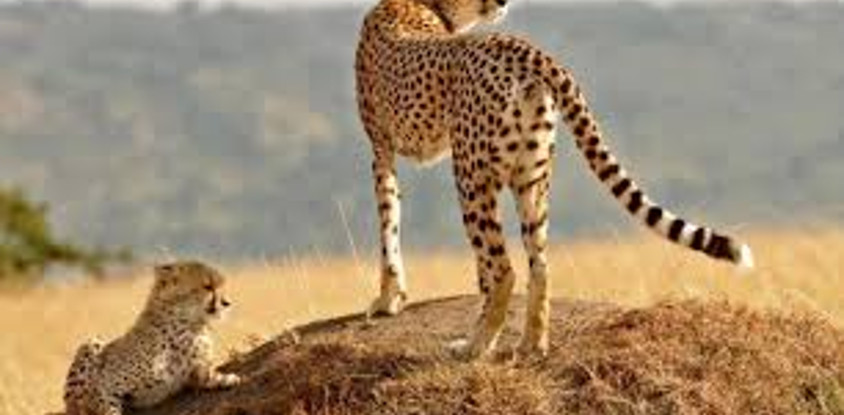 8 days africa safari vacation packages l kenya lodge safaris