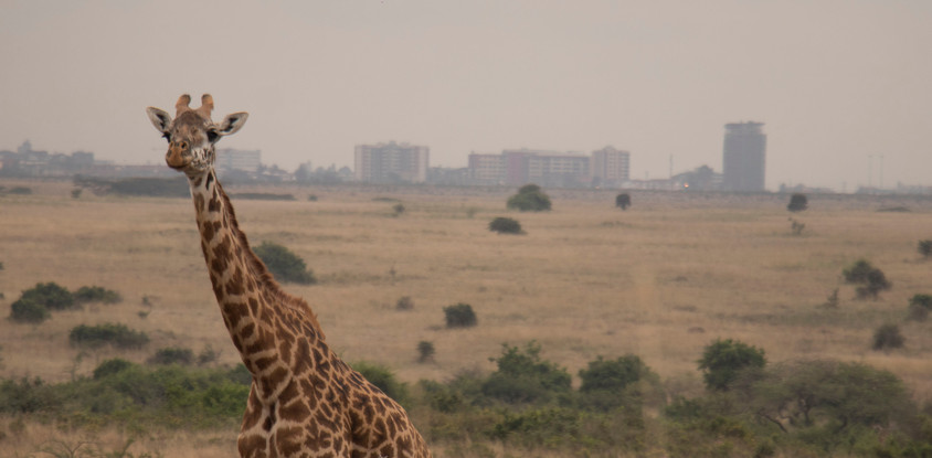Nairobi national park tour