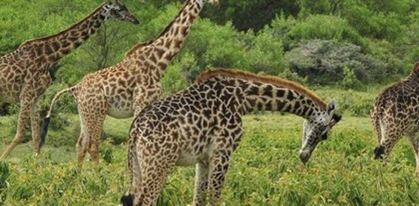 5 days northern tanzania safari