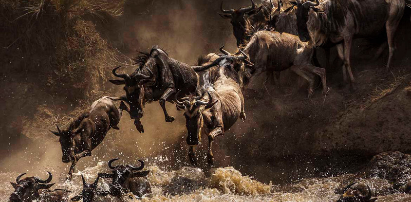Great seasonal migration