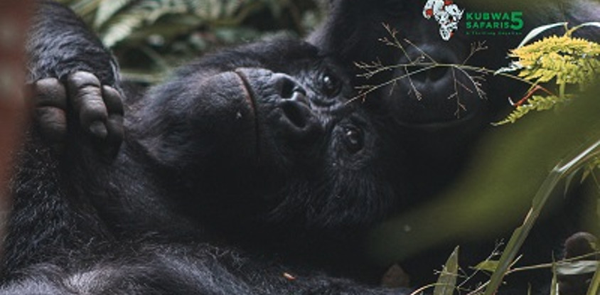 12-day uganda's finest tourism destinations tour