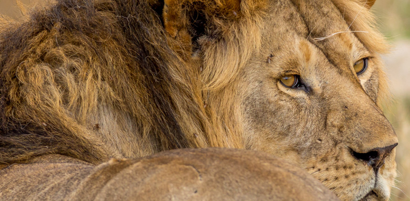 4 days tanzania budget camping safari