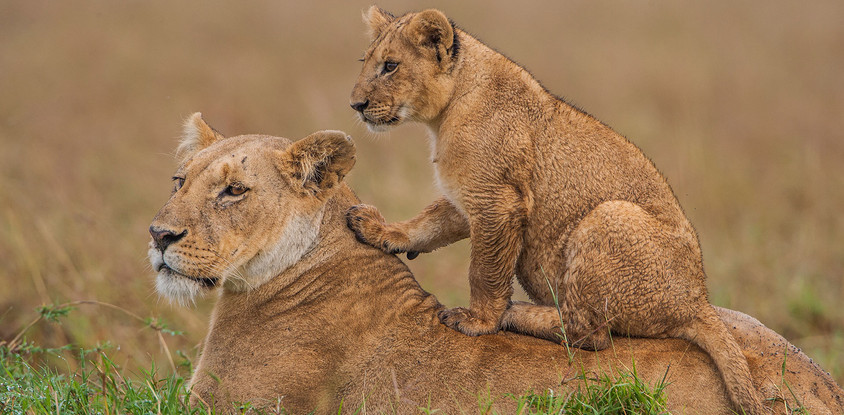 9 days epic african safari