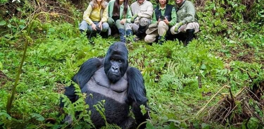 3 day gorilla trekking safari