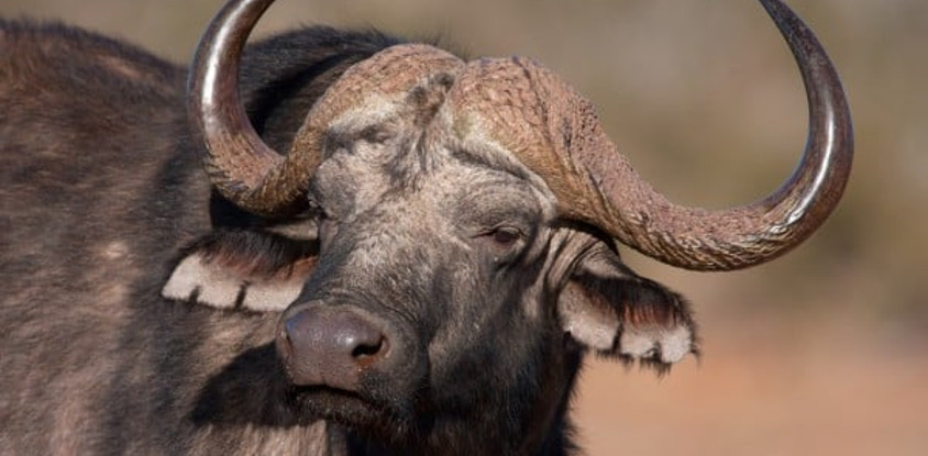 5 days tanzania budget group joining tours with burigi chato safaris