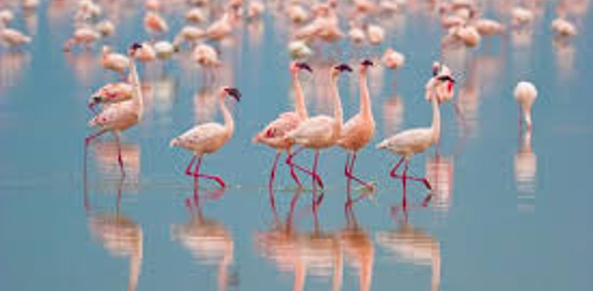 14 days bird watching safari in kenya