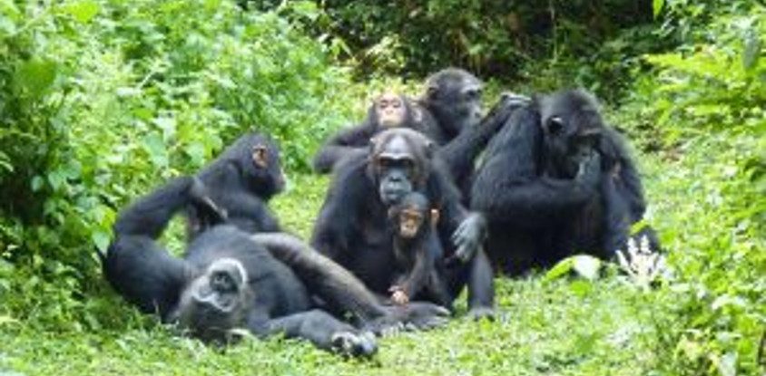 Breathtaking 10 days and 9 nights safari uganda