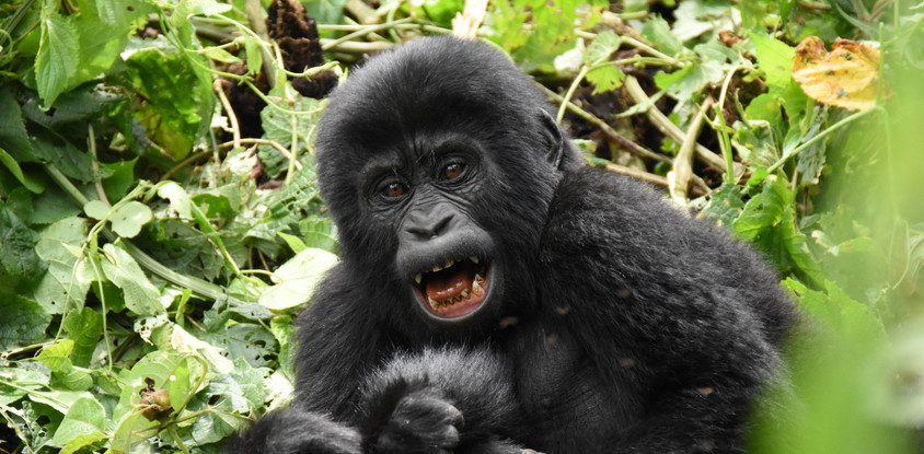 Gorillas, Wildlife and community tour