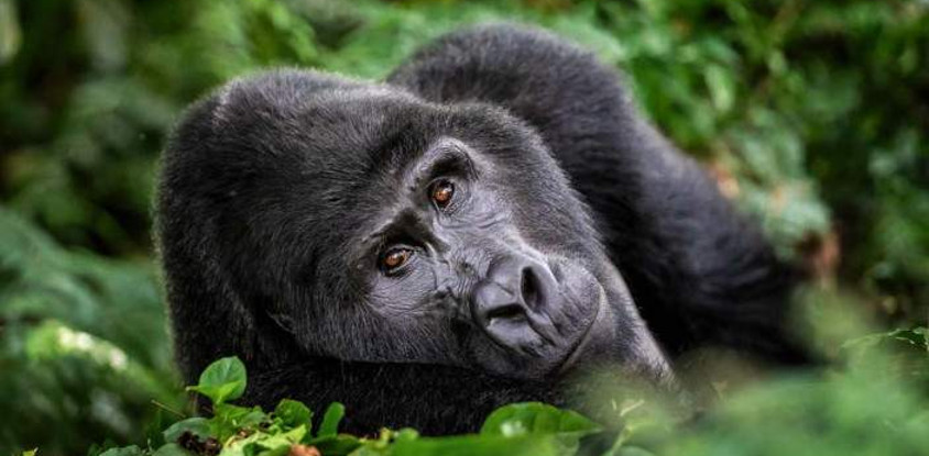 3-day gorilla and chimpanzee trekking at kalinzu