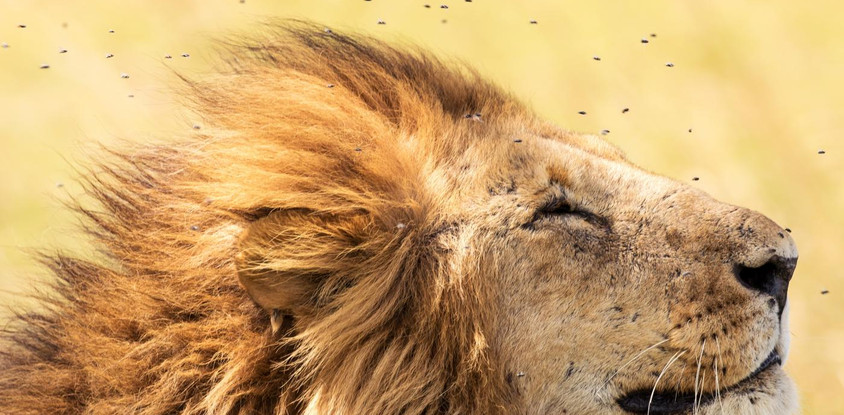 5 day serengeti big five safari.