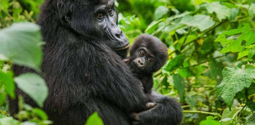 3 days uganda gorilla trekking safari tour