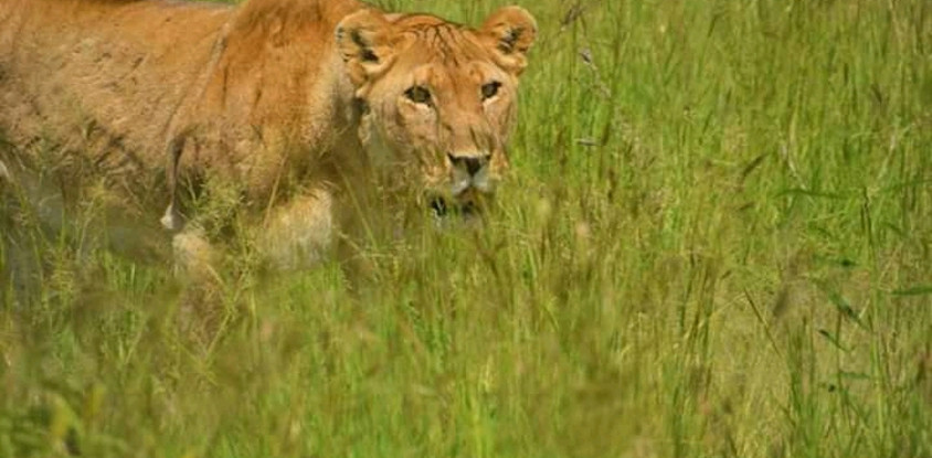 3 days tanzania safari arusha national park, tarangire national park, ngorongoro crater