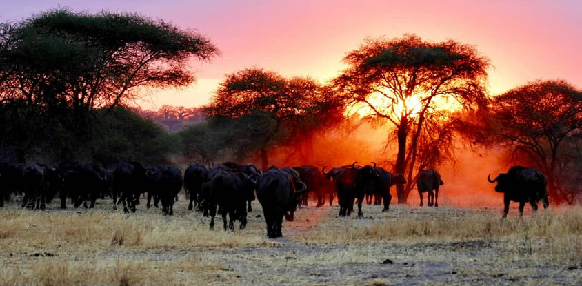 5 days last-minute safari from zanzibar