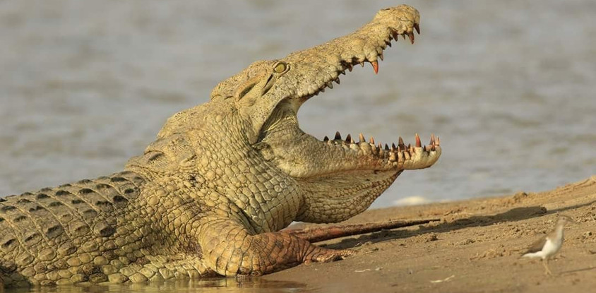 Gecko adventure tanzania