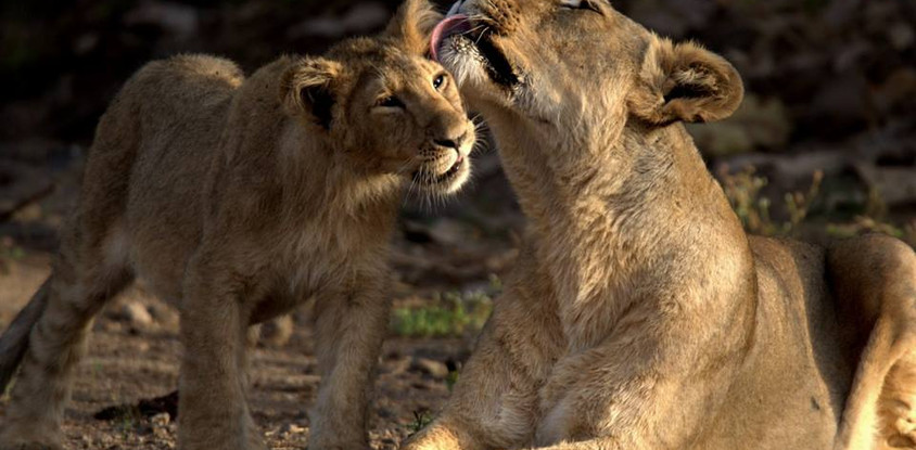 Big cat safari kenya &tanzania 