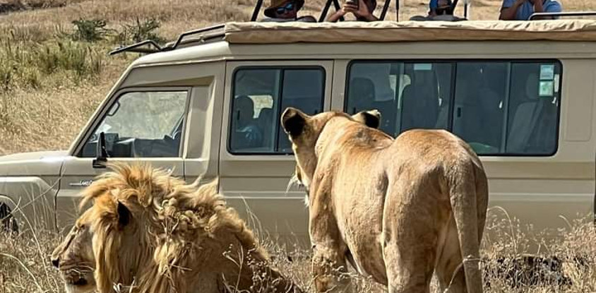 5-day amboseli, tsavo west & tsavo east safari – explore kenya’s wildlife