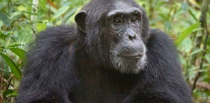 5 Days Gorilla and Chimpanzee Trekking Uganda