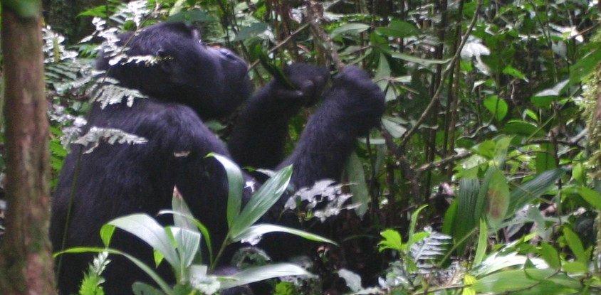 7 days safari to rwanda 