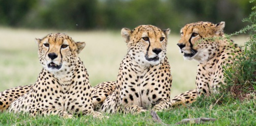 5 days 4 nights mt kenya, samburu, olpejeta