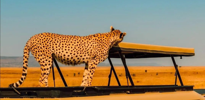 5 day tanzania camping safari