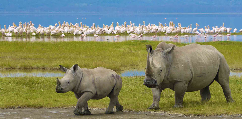 6 Days and 5 Nights black Rhino Tanzania Safari Lodge