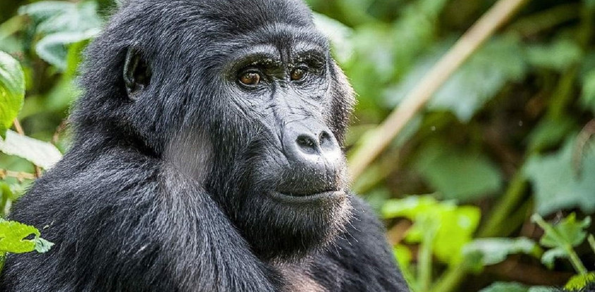 02 day bwindi impenetrable national park. 