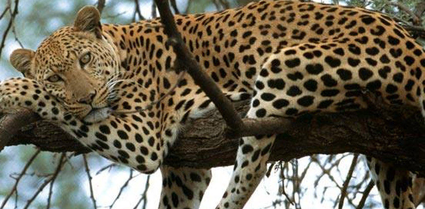 Mount kenya trek and classic safari adventure 