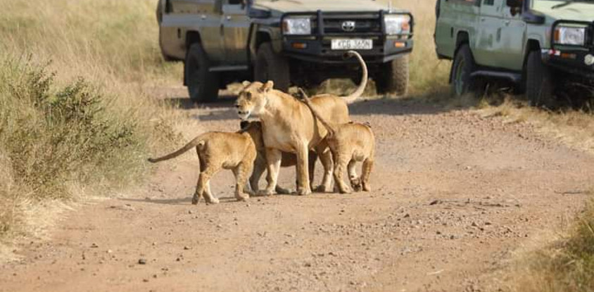Discover kenya’s wild side: 5-day samburu, ol pejeta & aberdares tour