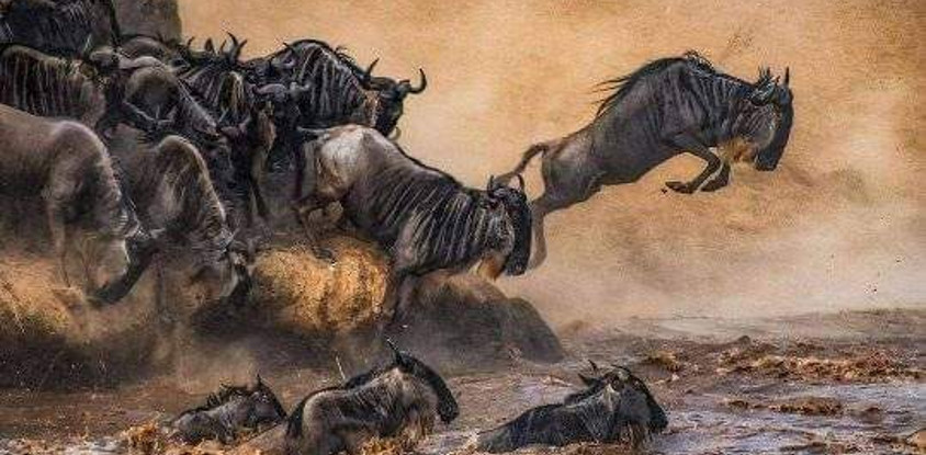 Ultimate 5-day masai mara, lake nakuru & aberdares safari
