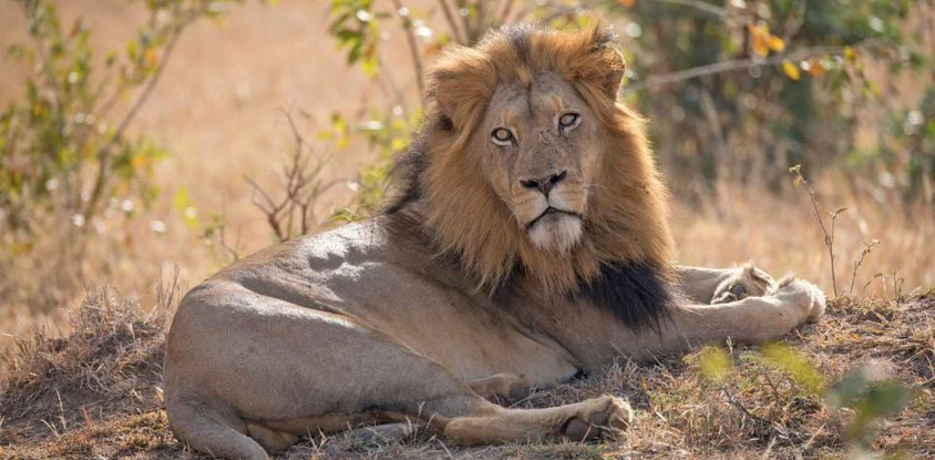  "wild wonders: 3-day masai mara adventure safari"