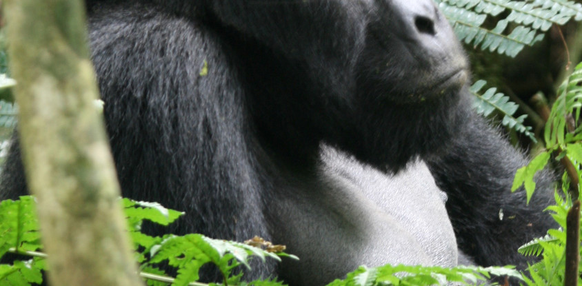 3 days gorilla tracking safari