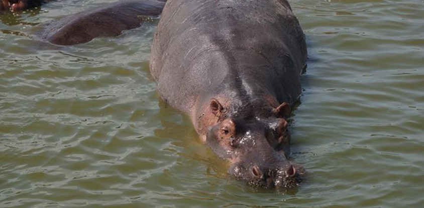 5-day gorillas, lions and water safari in uganda