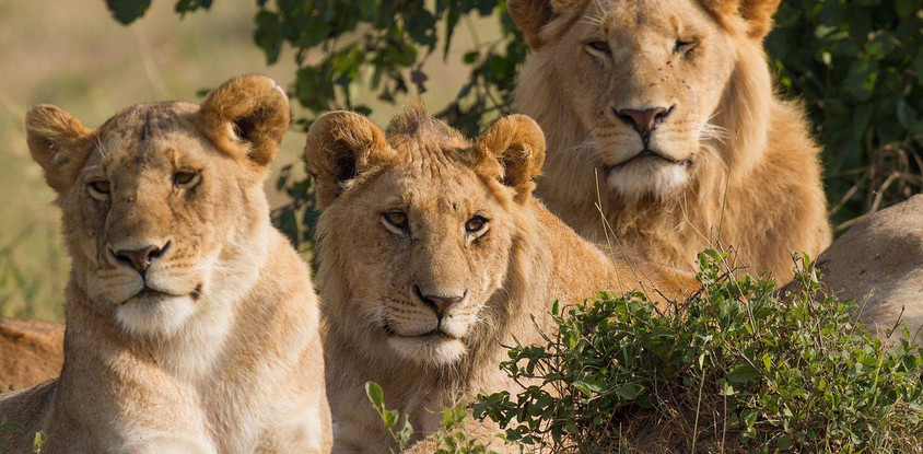 4 DAYS 3NIGHTS SAFARI KENYA 