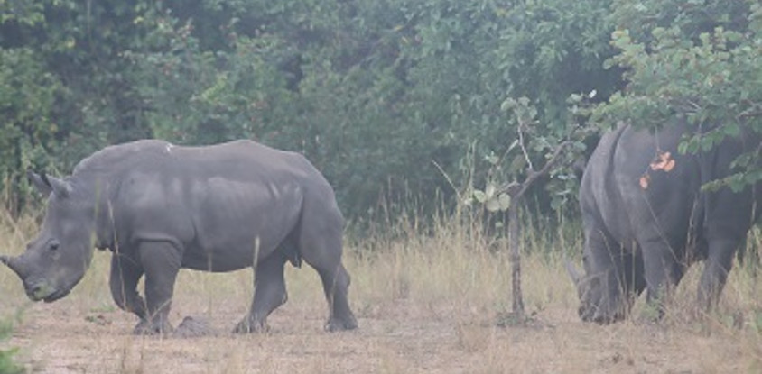 4 day murchison and chimpanzee trekking safari
