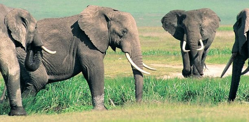 Adventure safari bookers